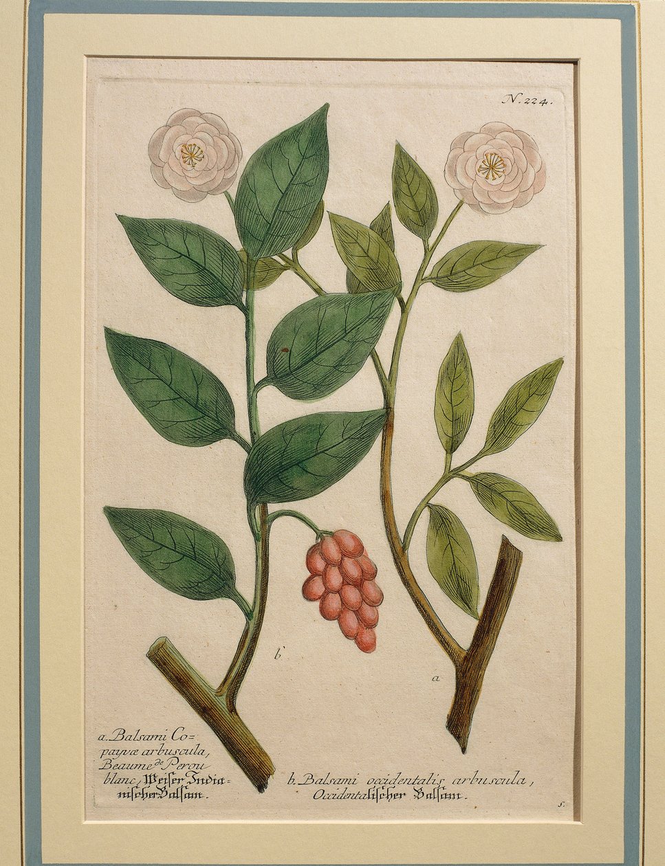 Balsami occidentalis arbuscula, kolorierte Gravur von Johann Wilhelm Weinmann