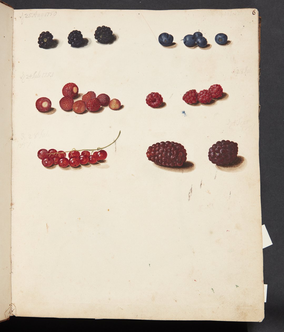 Studie von verschiedenen Beeren von Johanna Fosie