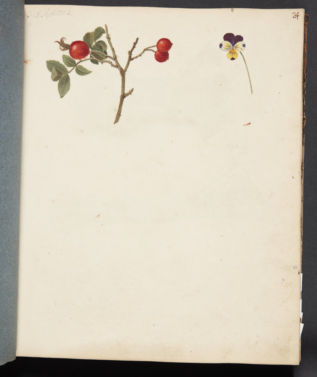 Studie von Hagebutten und Stiefmütterchen von Johanna Fosie