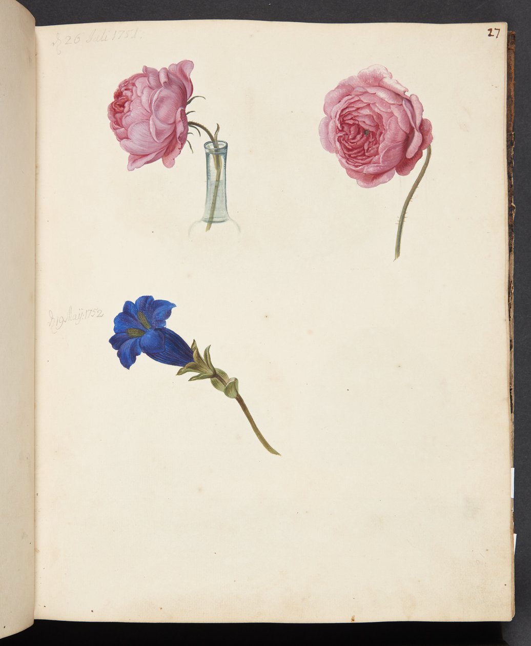 Studie einer rosa Rose und einer blauen Blume von Johanna Fosie