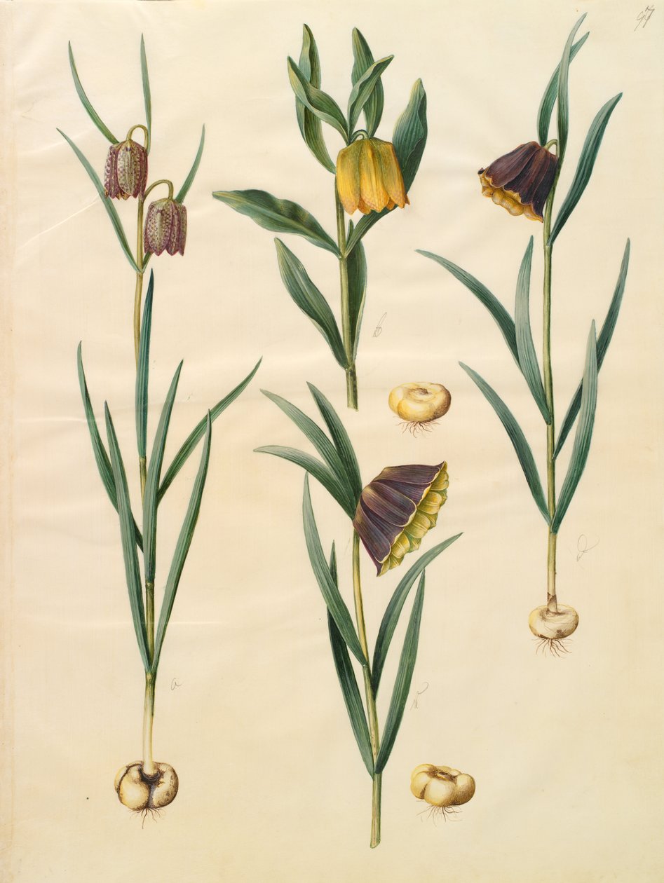 Fritillaria meleagris von Johannes Simon Holtzbecher