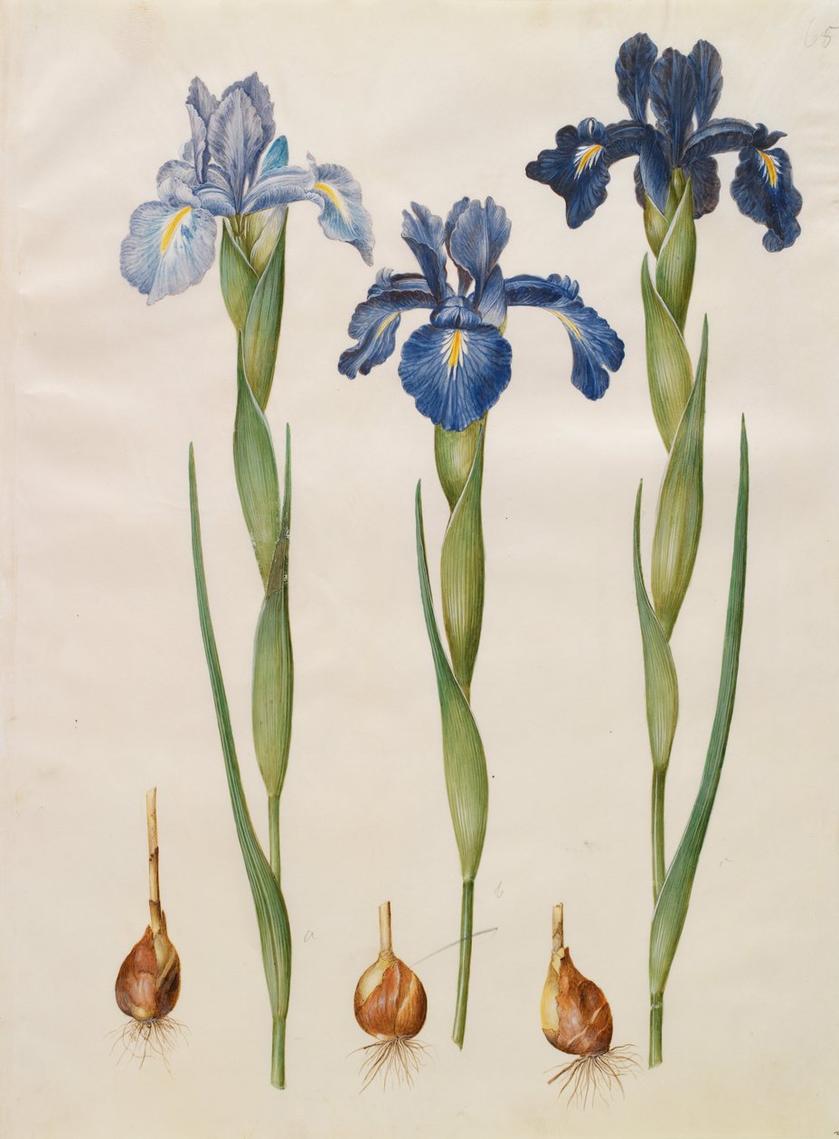 Iris xiphioides von Johannes Simon Holtzbecher