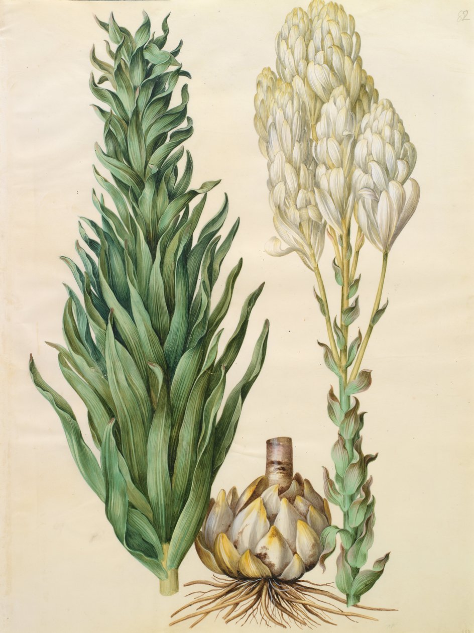 Lilium candidum monstrosum von Johannes Simon Holtzbecher