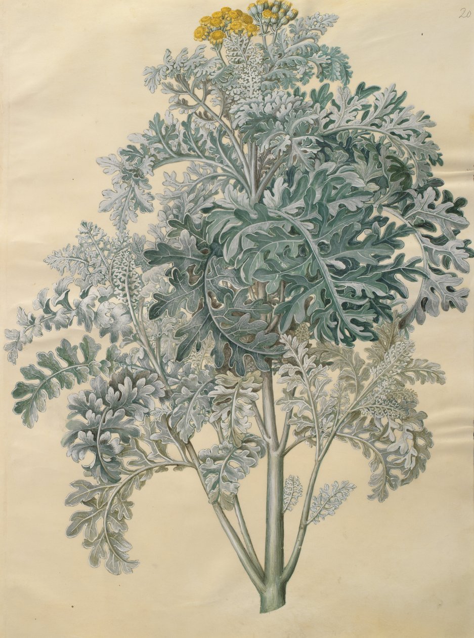 Senecio bicolor von Johannes Simon Holtzbecher