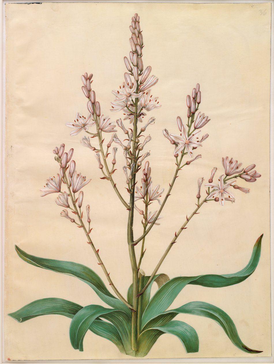 Asphodelus ramosus von Johannes Simon Holtzbecker