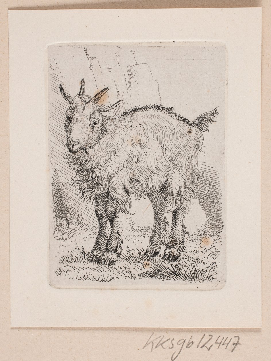 Ein Ziegenkitz von Johannes Wilhelm Zillen