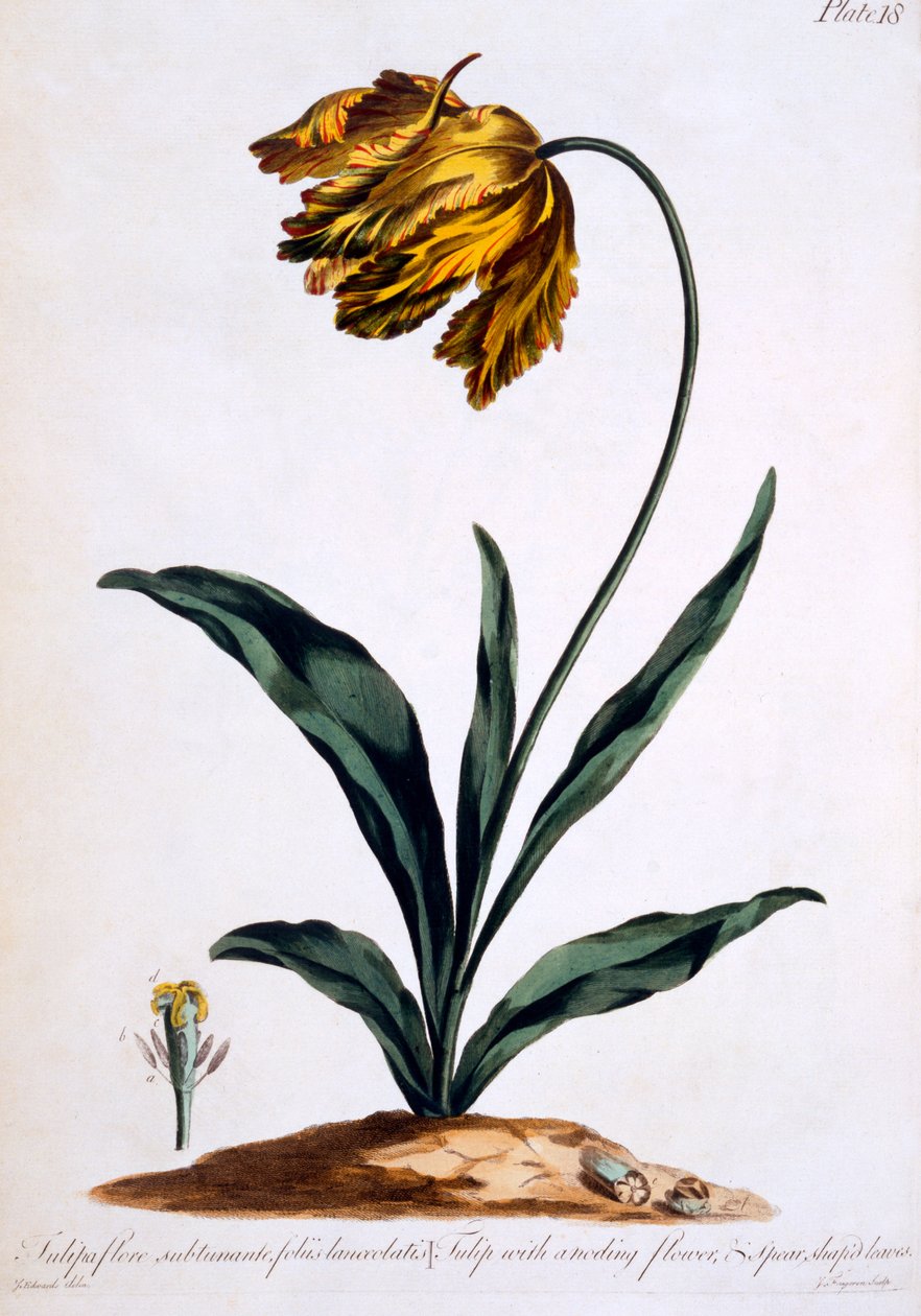 Tulpe mit Anoding-Blume und speerförmigen Blättern (Papageientulpe), Illustration aus 