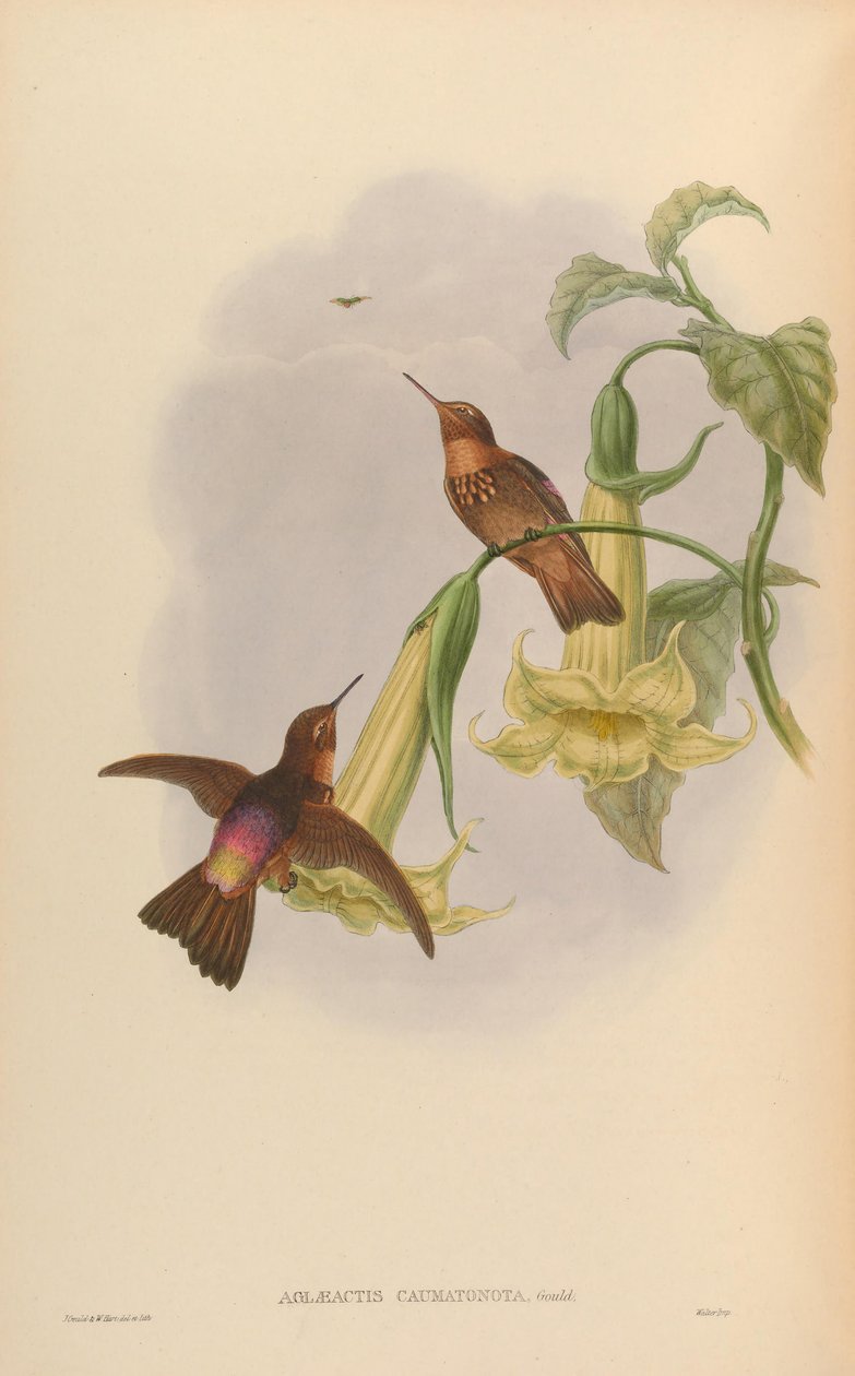 Aglaeactis caumatonota = Aglaeactis cupripennis caumatonotus von John Gould