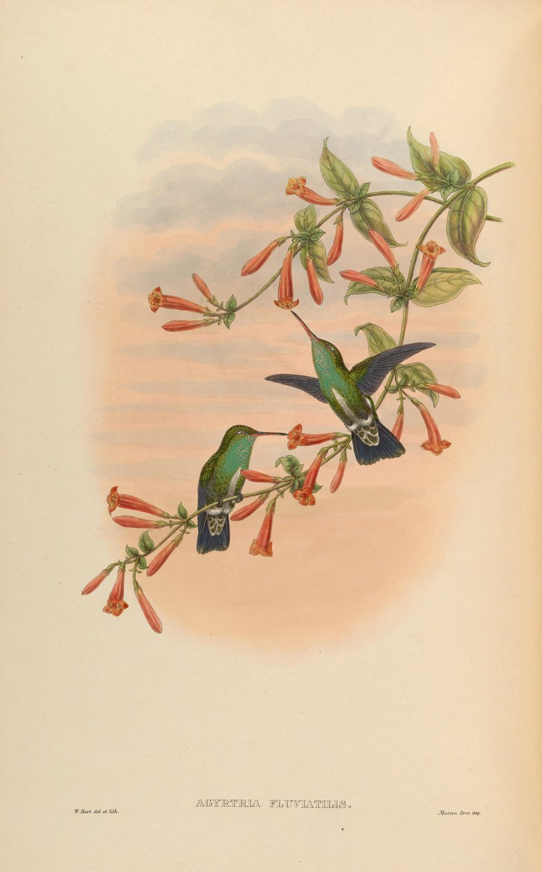 Agyrtria fluviatilis = Amazilia fimbriata apicalis von John Gould