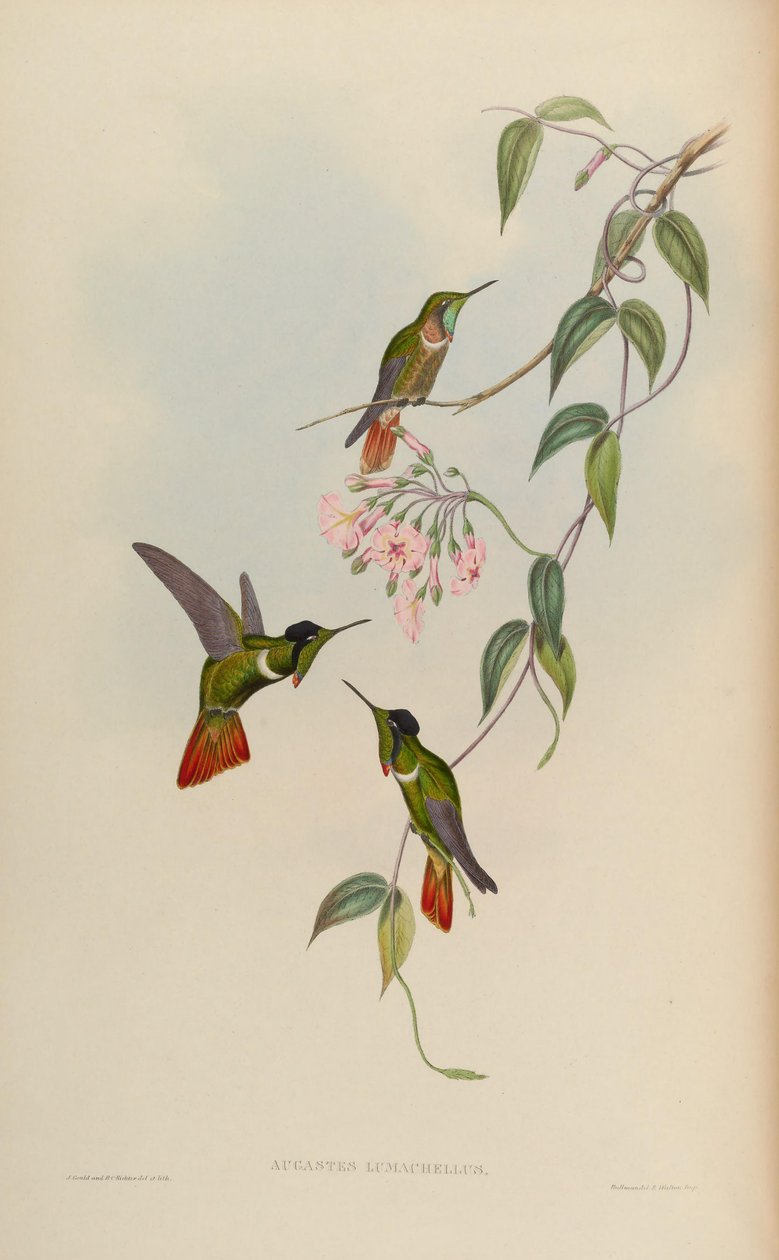 Augastes lumachellus von John Gould