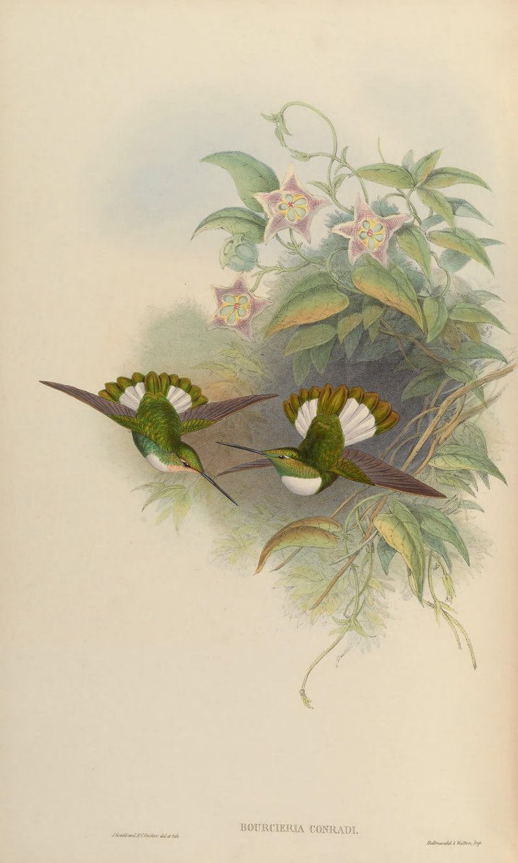 Bourciera conradi von John Gould