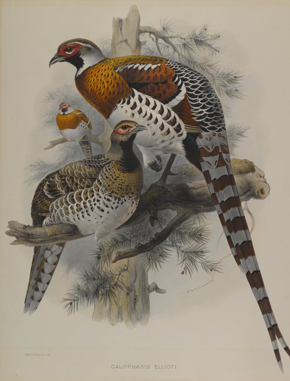 Calophasis Ellioti von John Gould