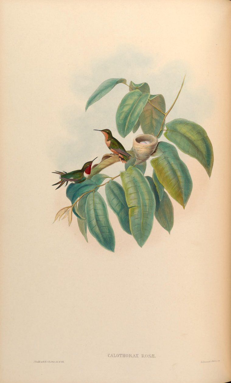 Calothorax rosae = Chaetocercus jourdanii rosae von John Gould