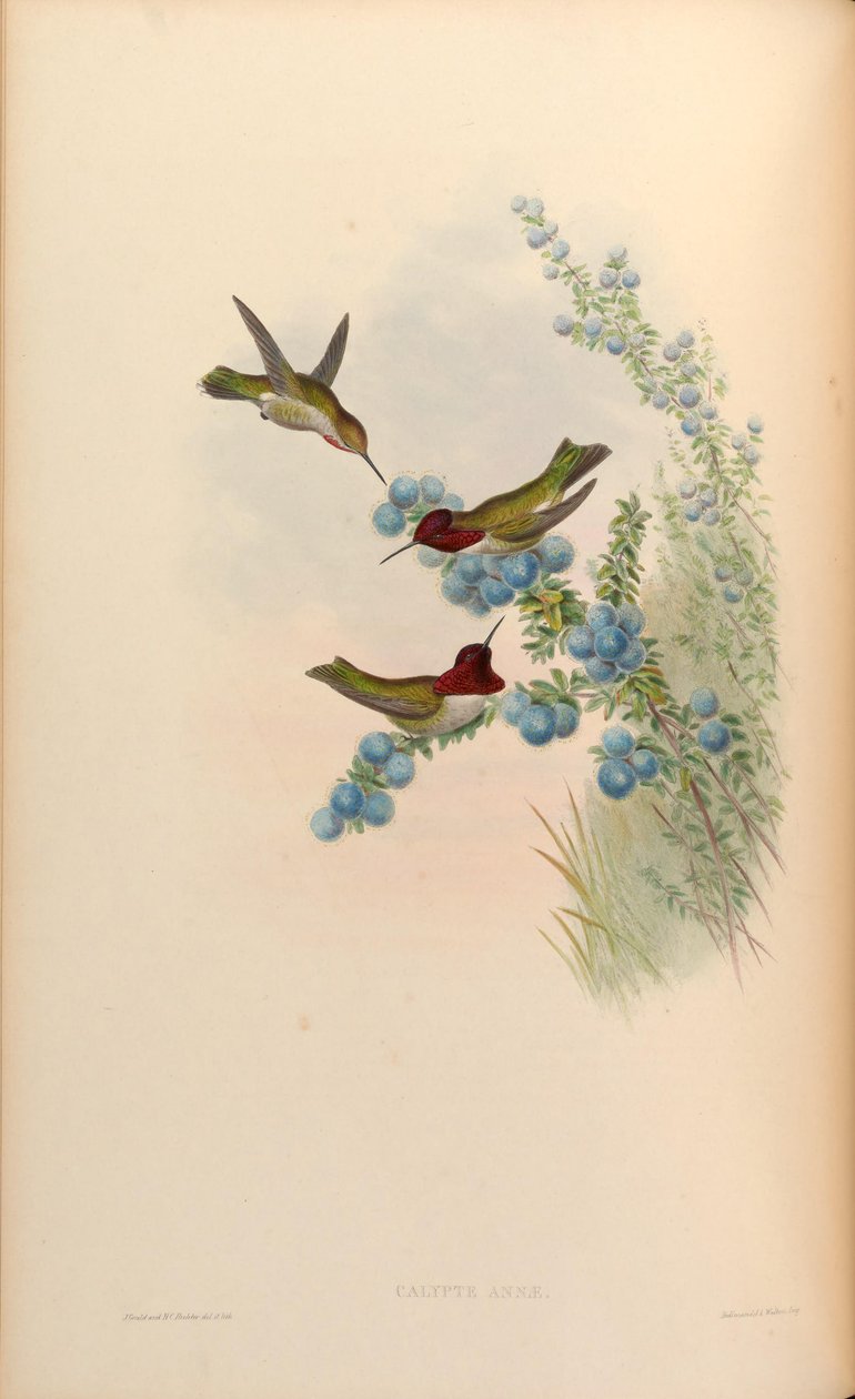 Calypte anna von John Gould