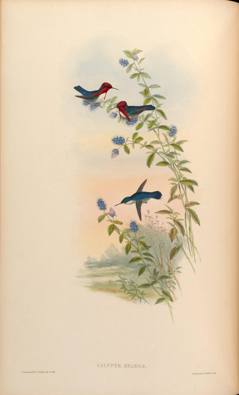 Calypte helenae = Mellisuga helenae von John Gould