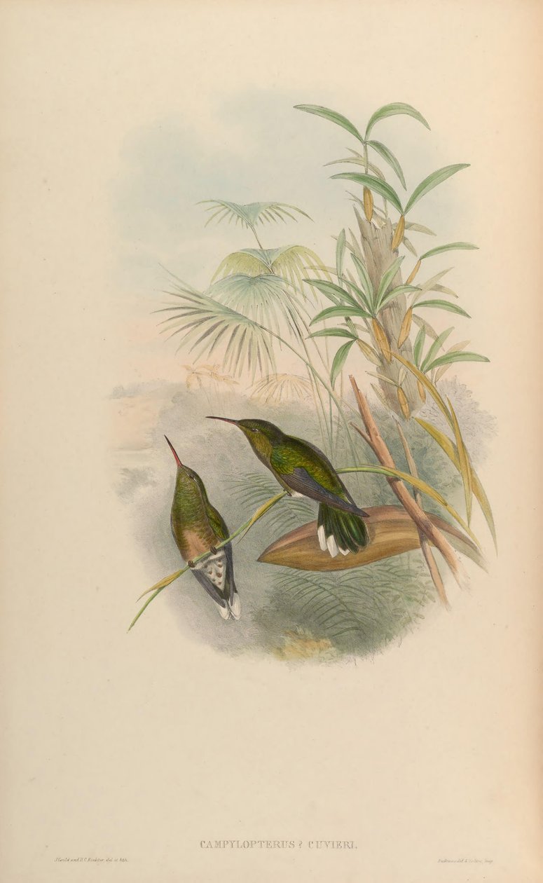 Campylopterus cuvierii = Phaeochroa cuvierii maculicauda von John Gould
