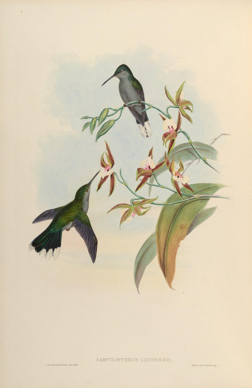 Campylopterus latipennis = Campylopterus largipennis von John Gould