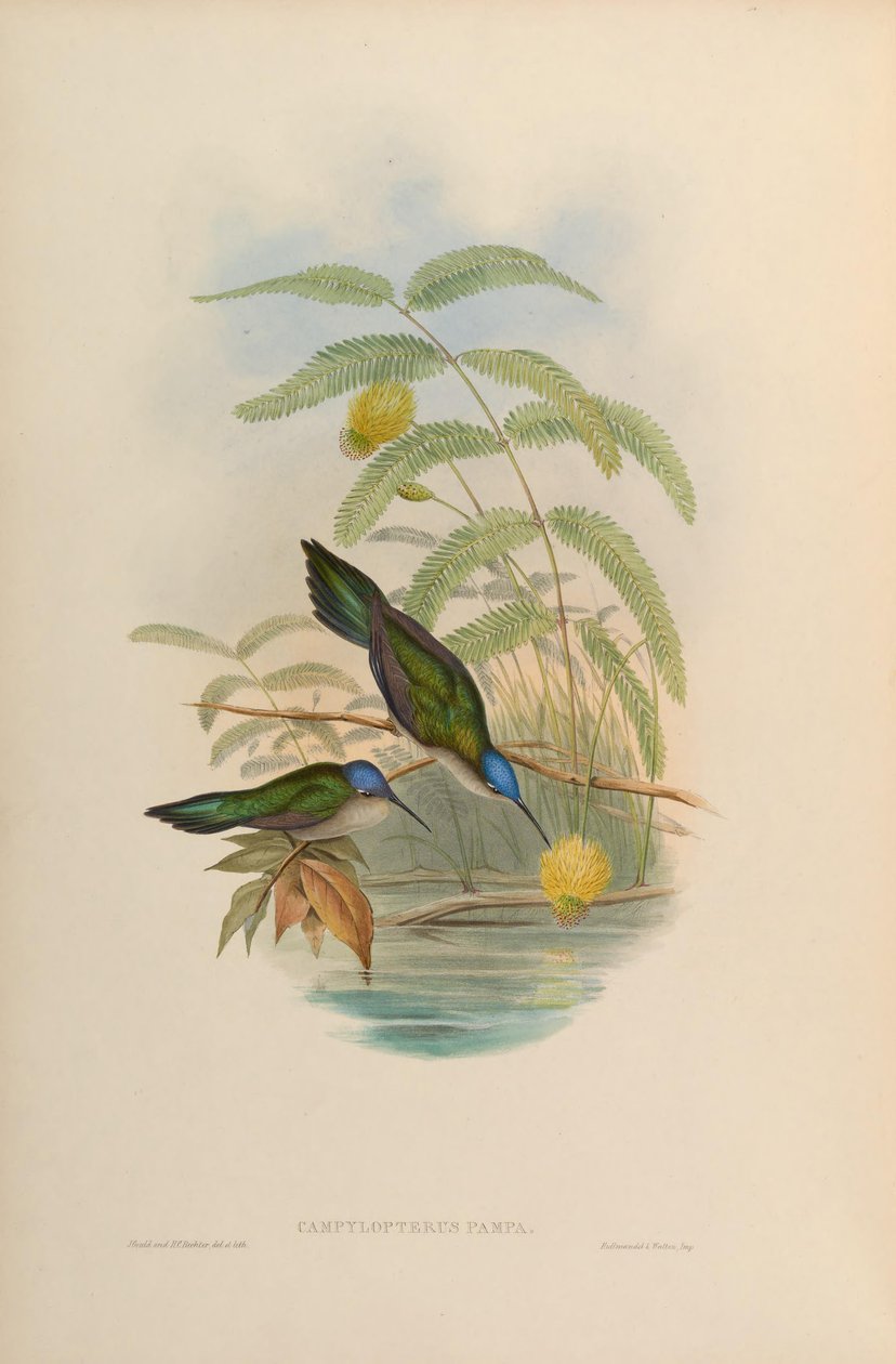 Campylopterus pampa von John Gould