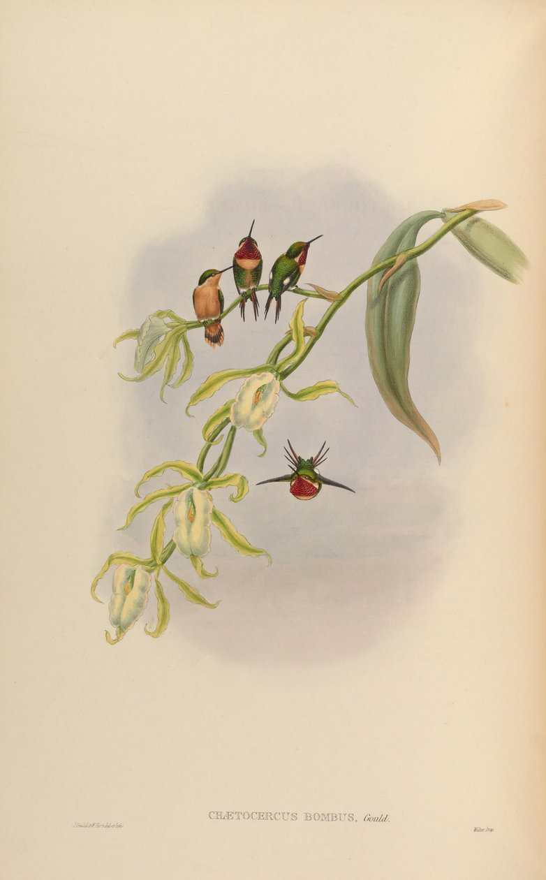 Chaetocercus bombus von John Gould