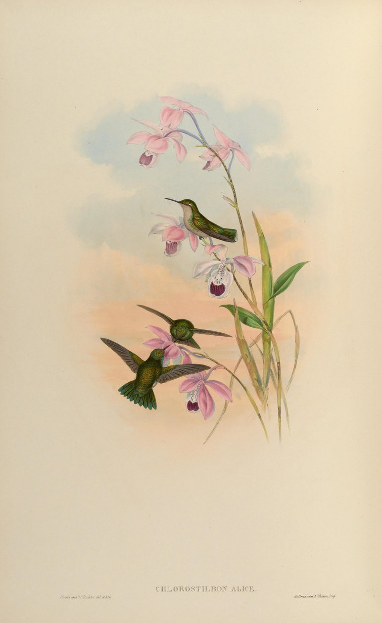 Chlorostilbon alice von John Gould