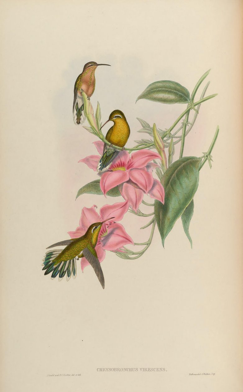 Chrysobronchus virescens von John Gould