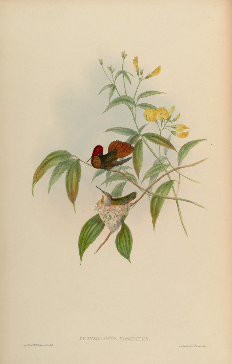 Chrysolampis moschitus von John Gould