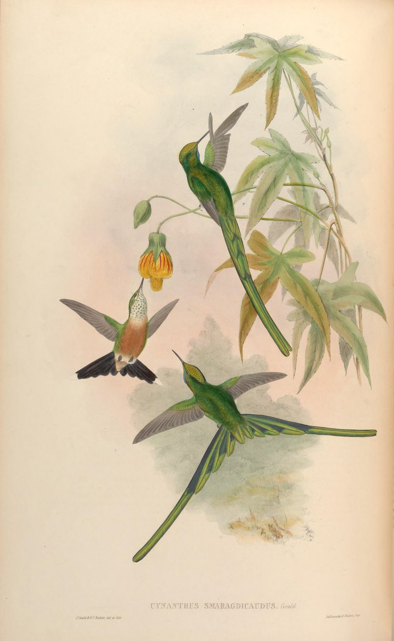 Cynanthus smaragdicaudus = Aglaiocercus kingi smaragdinus von John Gould