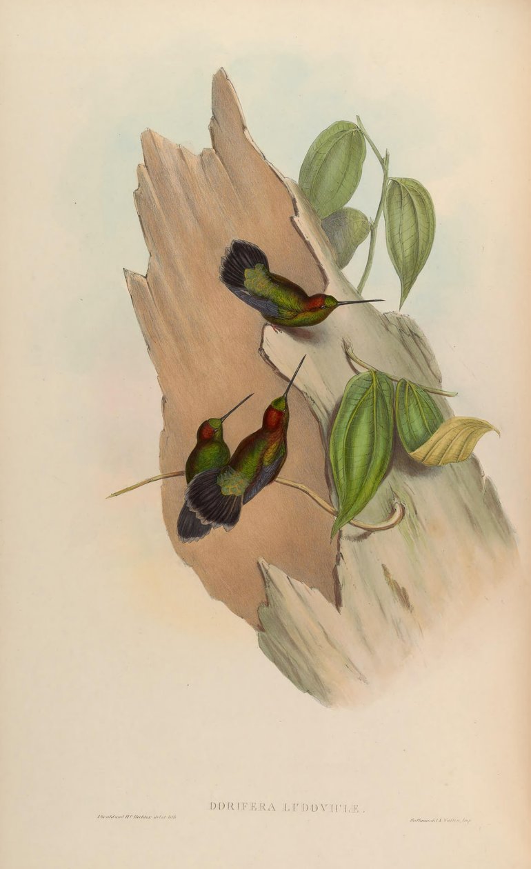 Doryfera ludoviciae von John Gould