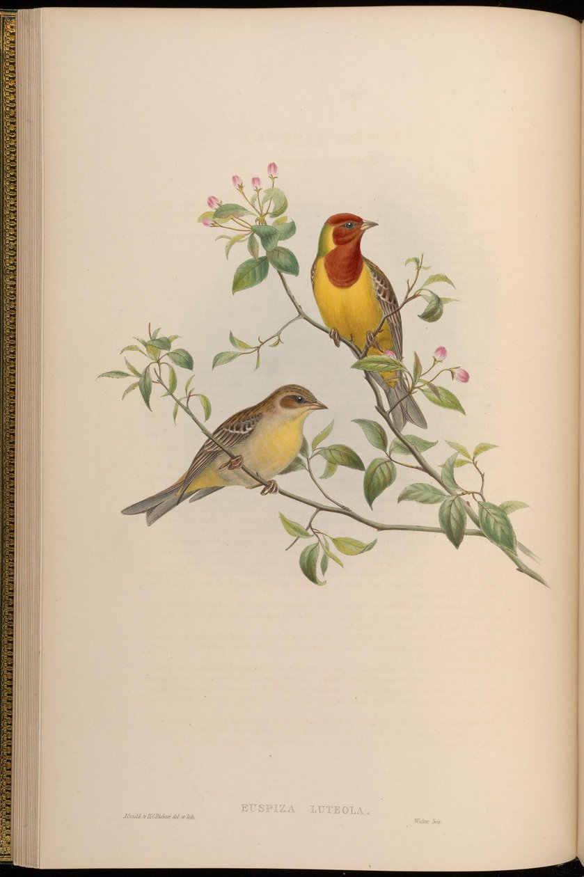 Emberiza luteola = Emberiza brunniceps von John Gould