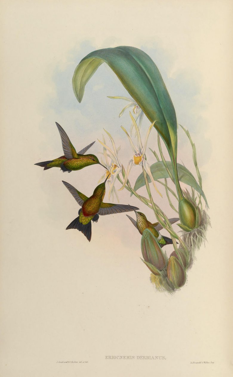 Eriocnemis derbyi von John Gould