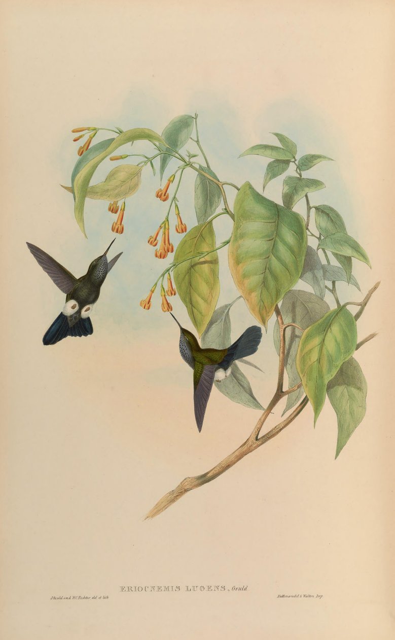 Eriocnemis lugens = Haplophaedia lugens von John Gould