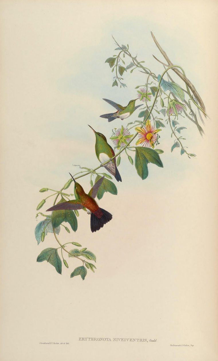 Erythronota niveiventris = Amazilia edward niveiventris von John Gould