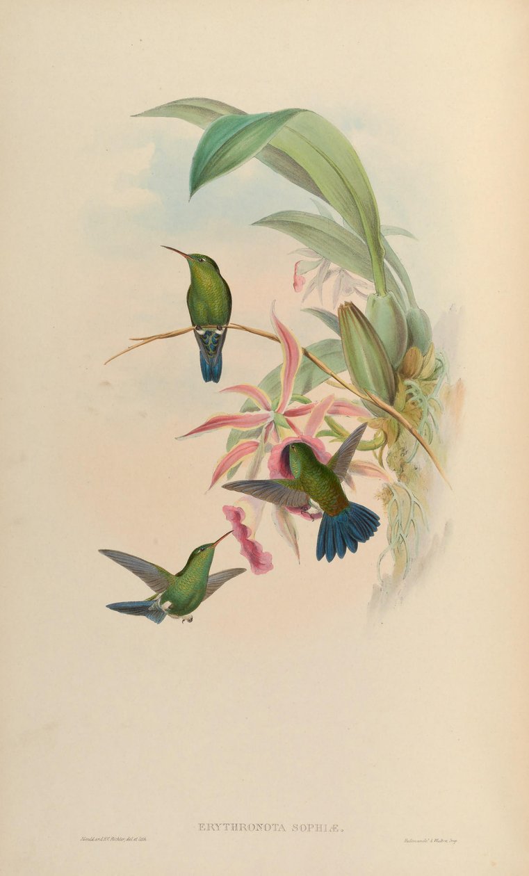 Erythronota sophiae = Amazilia saucerrottei saucerrottei von John Gould