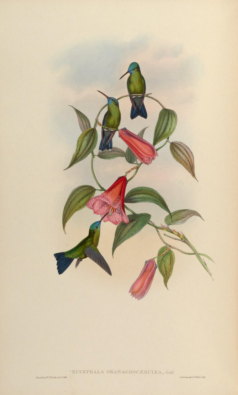 Eucephala smaragdo-caerulea = Chlorestes notatus X Thalurania glaucopis von John Gould