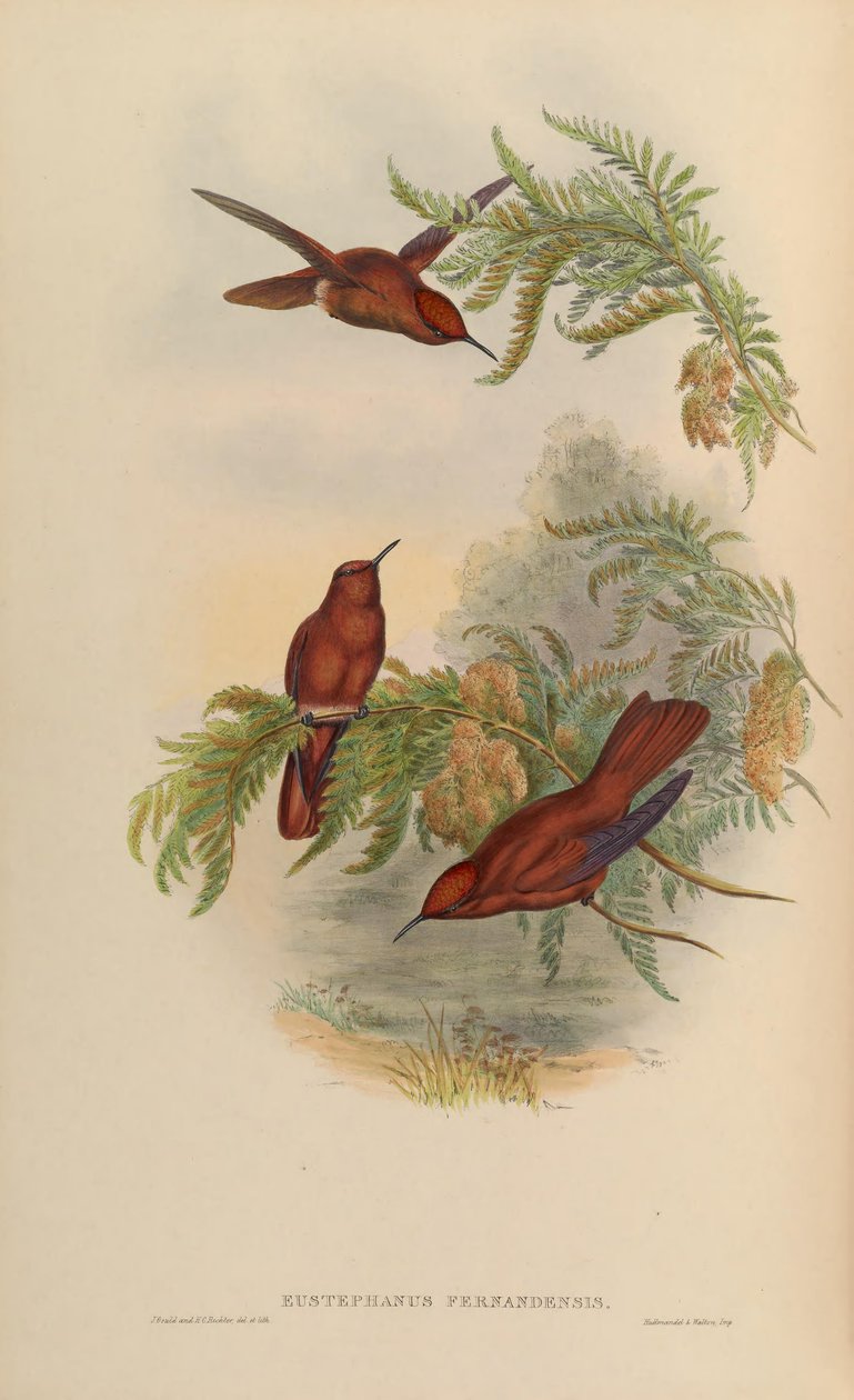 Eustephanus fernandensis = Sephanoides fernandensis von John Gould