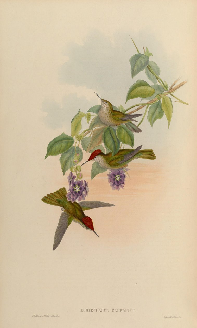 Eustephanus galeritus = Sephanoides sephaniodes von John Gould