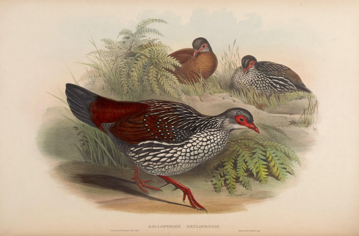 Galloperdix zeylonensis = Galloperdix bicalcarata von John Gould