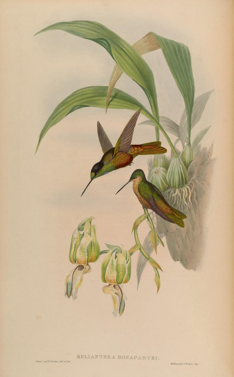 Helianthea bonapartei von John Gould