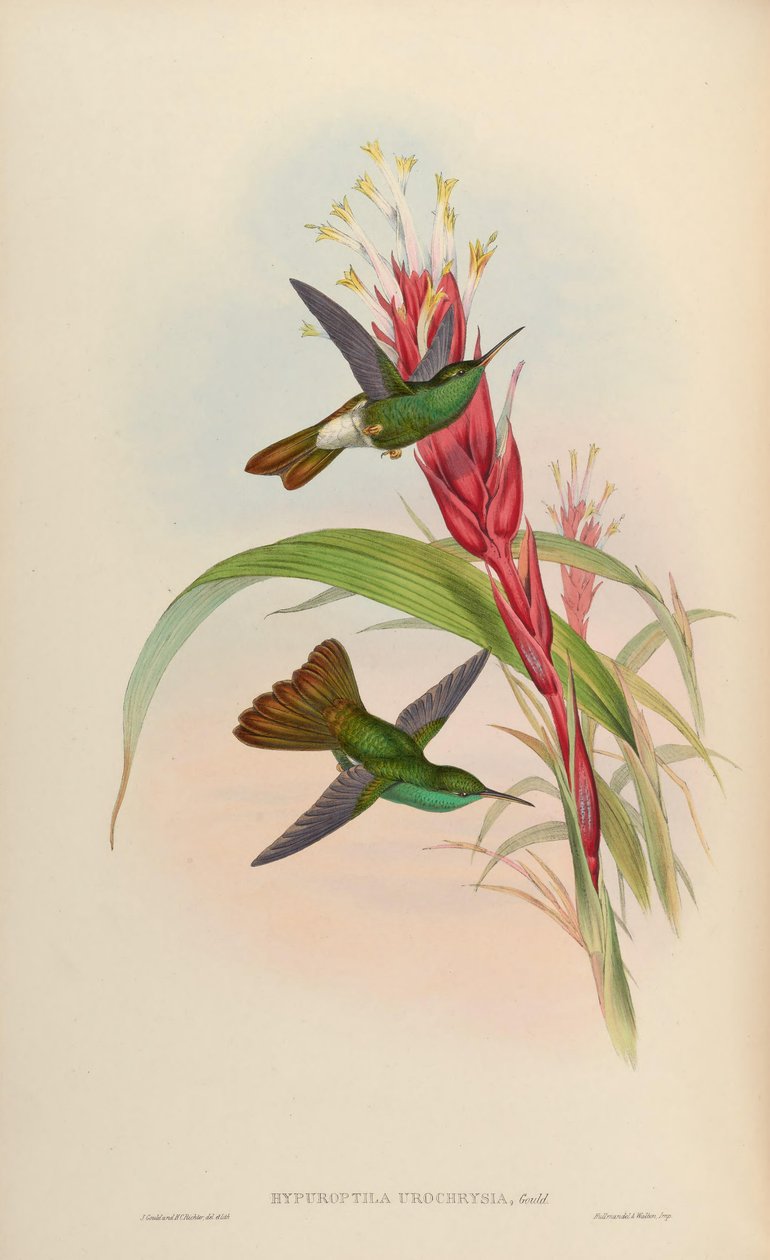 Hypuroptila urochrysia = Chalybura urochrysia von John Gould