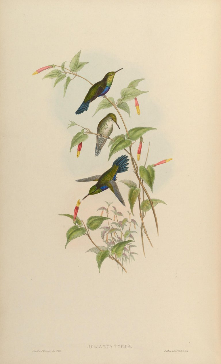 Juliamyia typica = Damophila juliae von John Gould