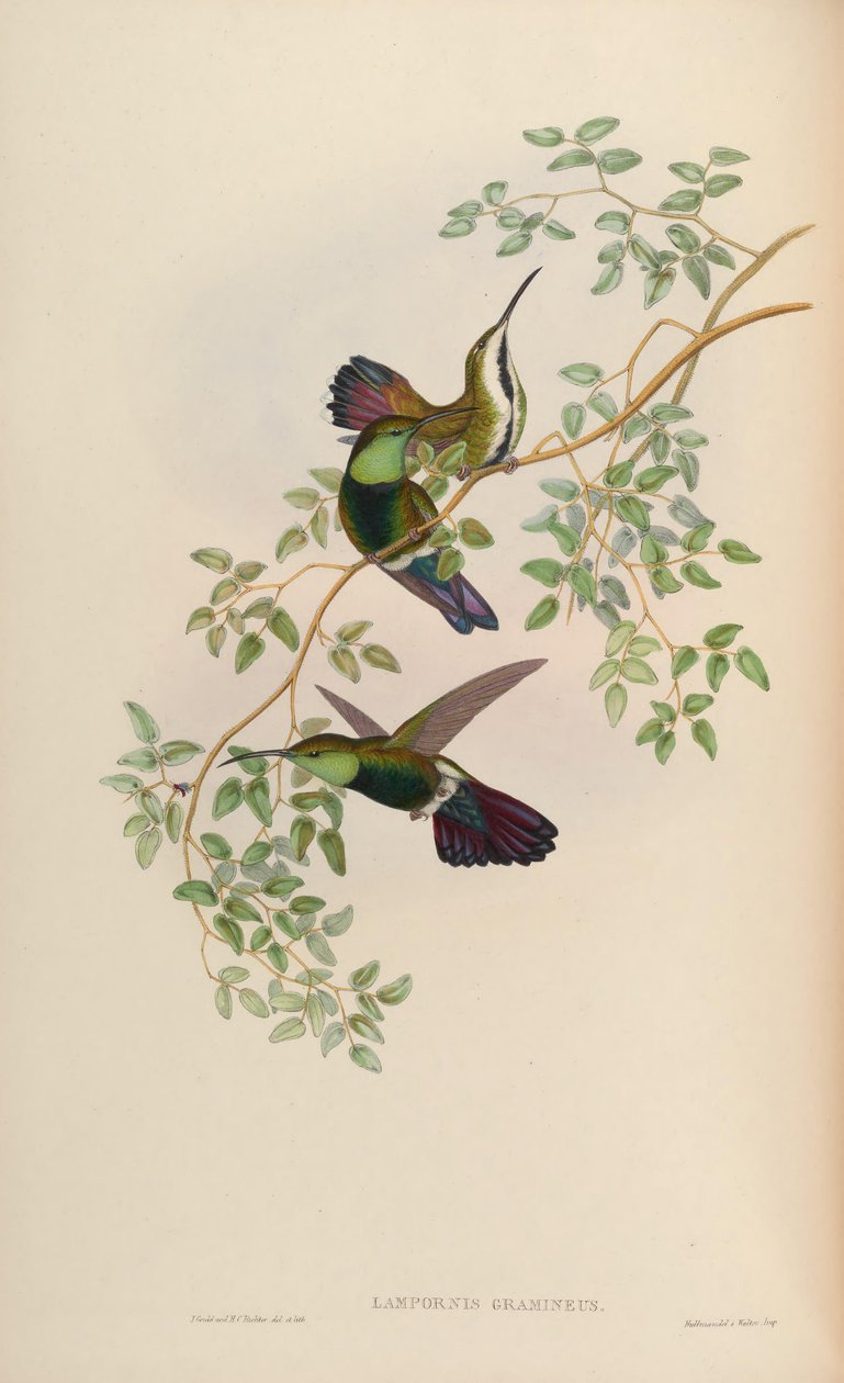 Lampornis gramineus = Anthracothorax viridigula graminea von John Gould