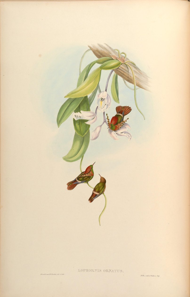 Lophornis ornatus von John Gould