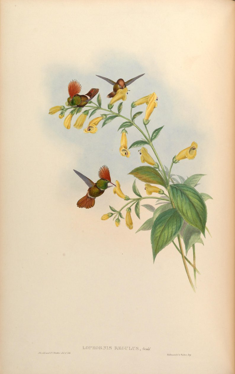 Lophornis regulus = Lophornis delattrei von John Gould