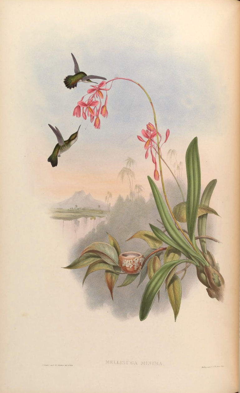 Mellisuga minima von John Gould