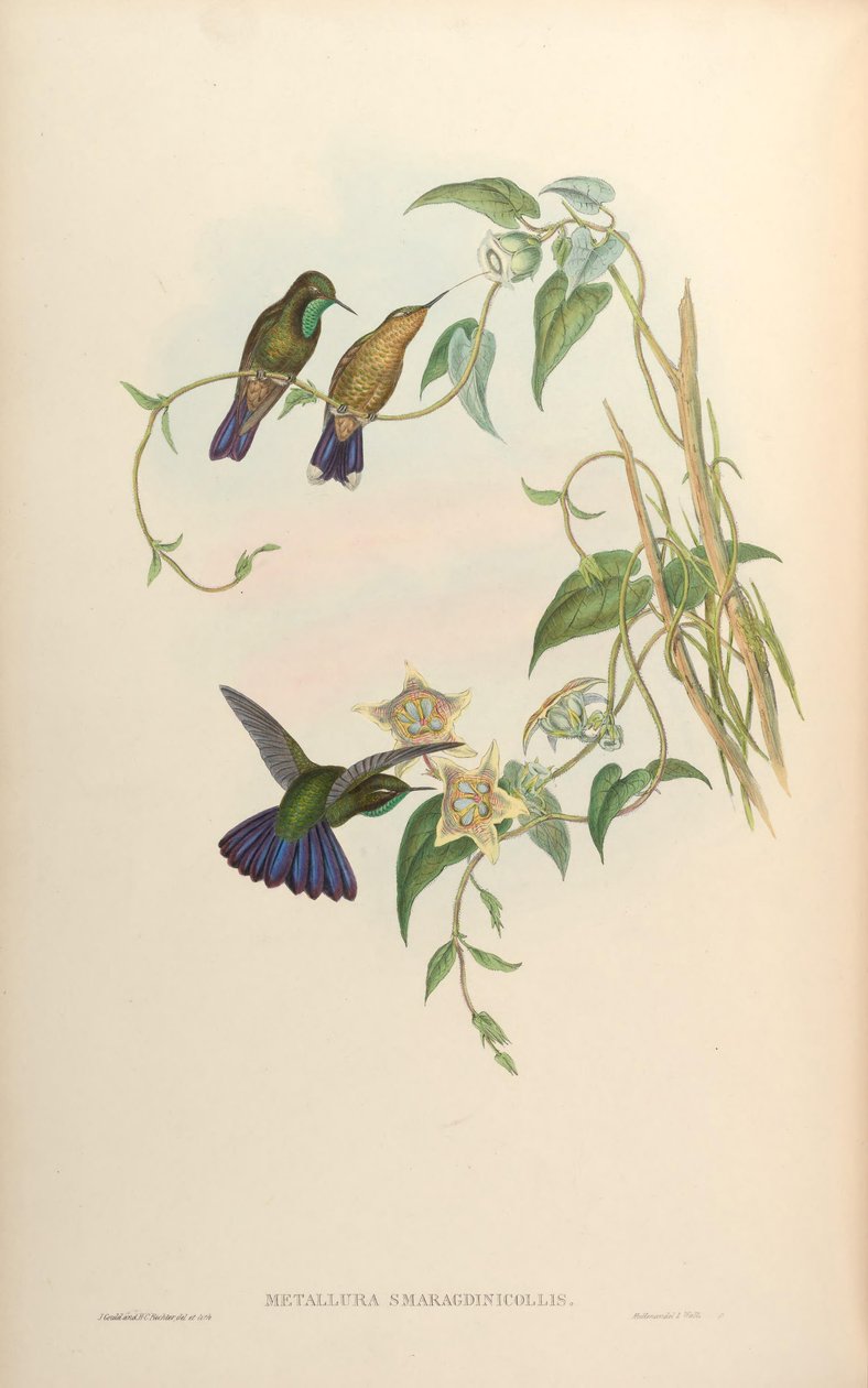 Metallura smaragdinicollis = Metallura tyrianthina smaragdinicollis von John Gould