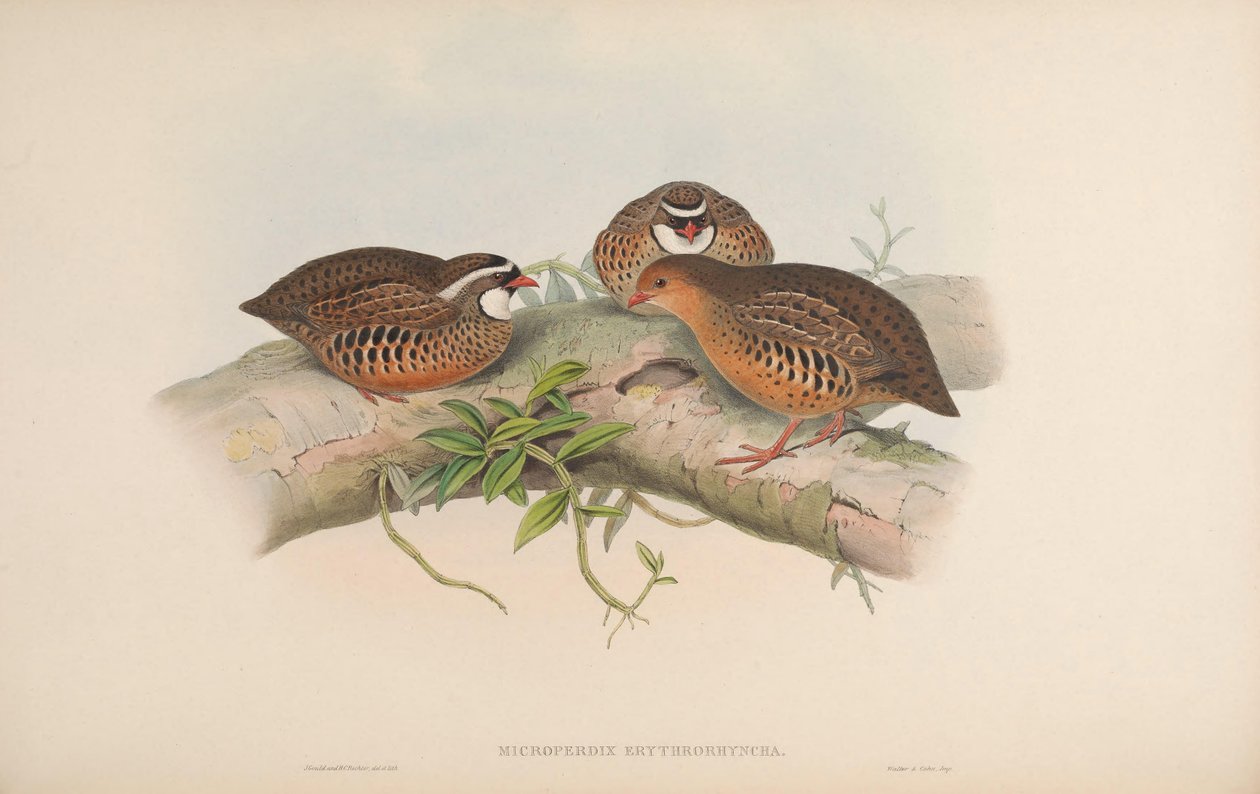 Microperdix erythrorhyncha = Perdicula erythrorhyncha von John Gould