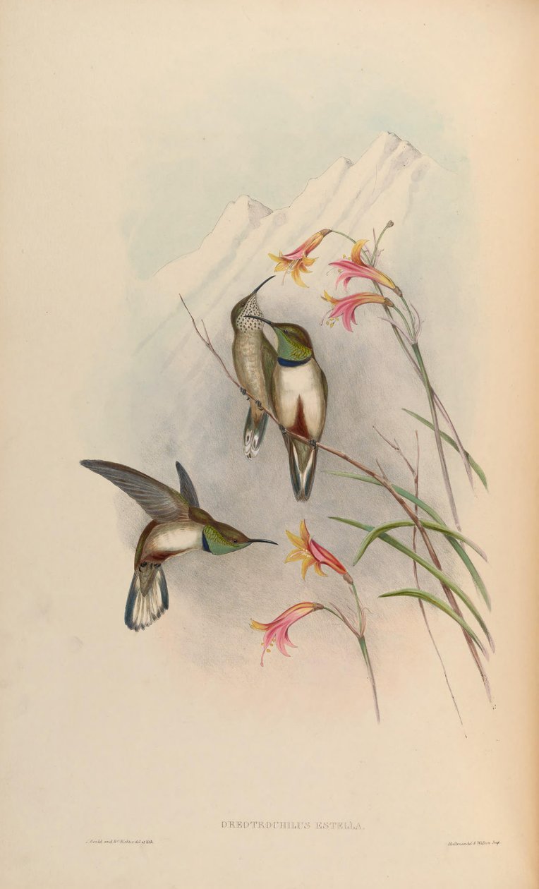 Oreotrochilus estella von John Gould