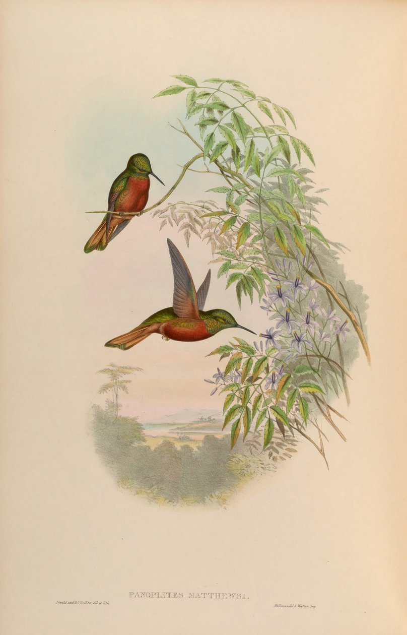 Panoplites matthewsii = Boissonneaua matthewsii von John Gould