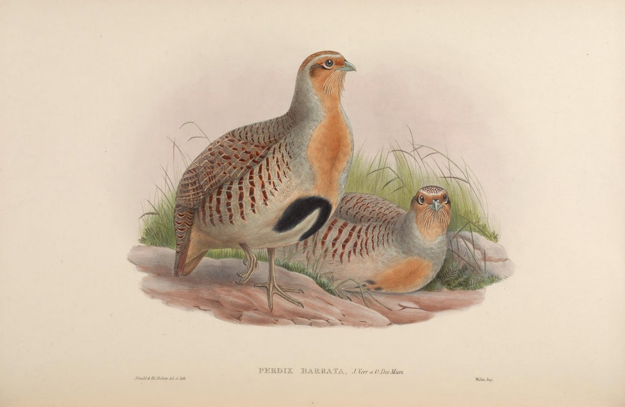 Perdix barbata = Perdix dauurica von John Gould