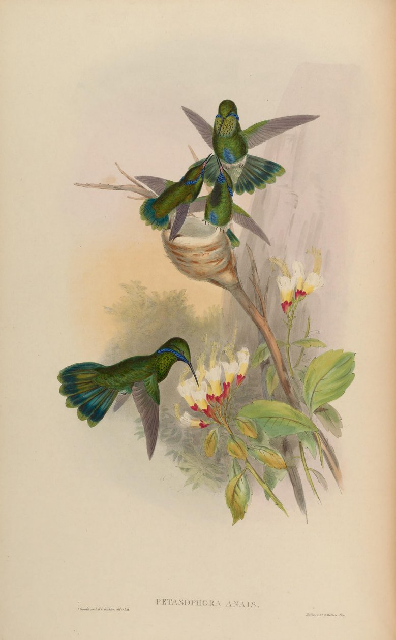 Petasophora anais = Colibri coruscans von John Gould